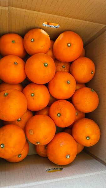 ⑤ ユウバレ 天草産 ec12 珍品 美味しい 最終品 キズあり 箱込みで5kg以上 不知火おまけ付き 箱は柑橘箱で発送