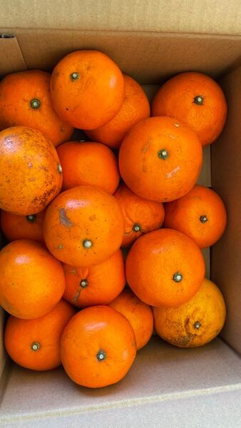 ③ ユウバレ 天草産 ec12 珍品 美味しい 最終品 キズあり 箱込みで3kg 不知火おまけ付き 箱は柑橘箱で発送
