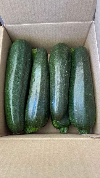 ③ ズッキーニ 箱込みで約3kg 送料込み 箱は簡易箱で発送