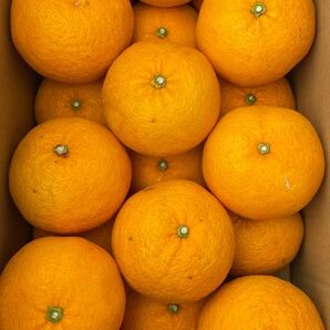 ⑤ 甘夏 天草産 綺麗 少しキズあり 甘酸っぱい 箱込みで約5kg 送料込み 箱は専用箱で発送します。数量限定3セット