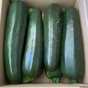 ③ ズッキーニ 箱込みで約3kg 送料込み 箱は簡易箱で発送