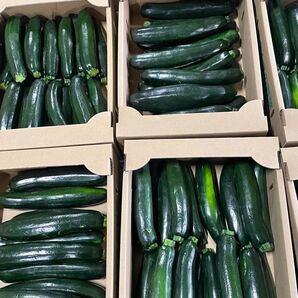 『lem』様専用 ⑨ ズッキーニ 箱込みで約9kg 送料込み 箱は簡易箱で発送