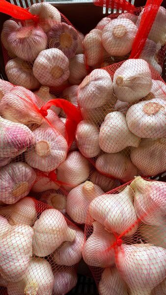 ⑤ にんにく 天草産 大蒜 まとめて 箱込み5kg以上 キズあり 送料込み 箱は簡易箱で発送 大量入荷
