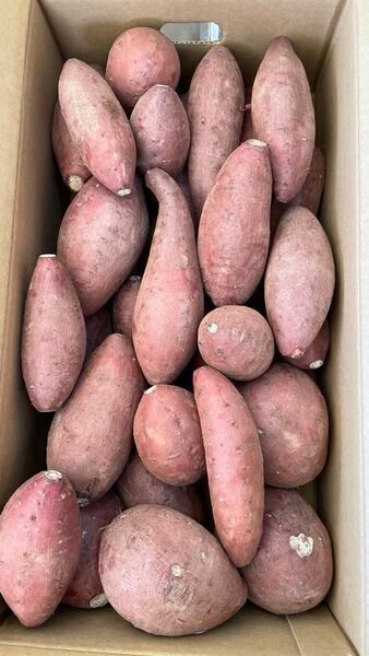 ⑤ 紅まさり 天草産 からいも さつまいも 規格外 キズあり 箱込みで約5kg 送料込み