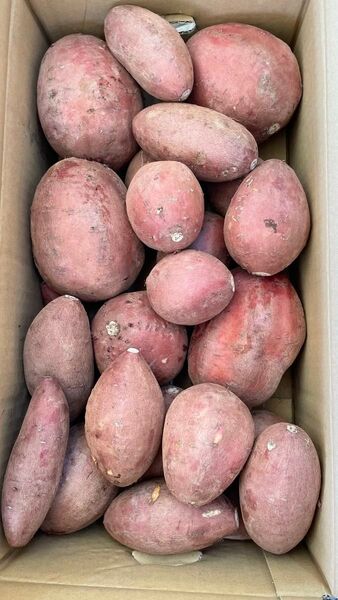 ⑤ 紅まさり 天草産 からいも さつまいも 規格外 キズあり 箱込みで約5kg 送料込み