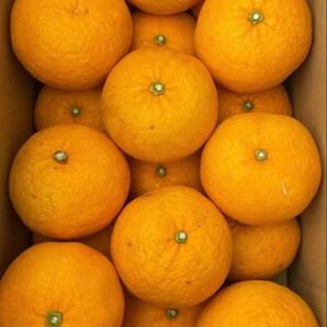 ⑤ 甘夏 甘なつ 天草産 綺麗 甘酸っぱい 少しキズあり 箱込みで約5kg 送料込み 箱は簡易箱で発送 数量限定3セット