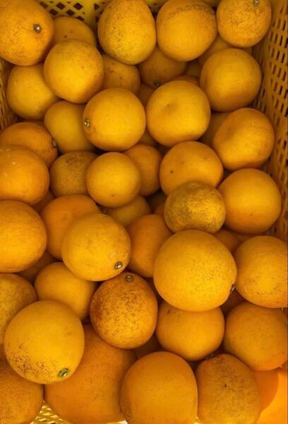 15 晩柑 天草産 ジュース加工用 規格外 小ぶり 不揃い キズあり ご家庭用 箱込みでたっぷり15kg以上 箱は簡易箱で発送