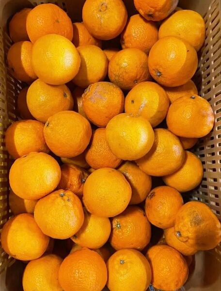 ⑤小 不知火 デコちゃん 天草産 甘い 小玉 キズあり ご家庭用 箱込みで5kg以上 送料込み 箱は簡易箱で発送