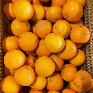 ⑤小 不知火 デコちゃん 天草産 甘い 小玉 キズあり ご家庭用 箱込みで5kg以上 送料込み 箱は簡易箱で発送