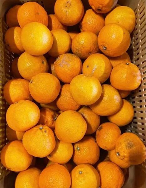 ⑤小 不知火 デコちゃん 天草産 甘い 小玉 キズあり ご家庭用 箱込みで5kg以上 送料込み 箱は簡易箱で発送