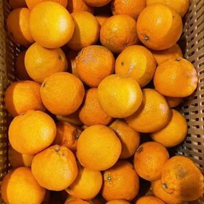 『oon』様専用 ⑤小 不知火 デコちゃん 天草産 甘い 小玉 キズあり ご家庭用 箱込みで5kg以上 送料込み 箱は簡易箱で発送