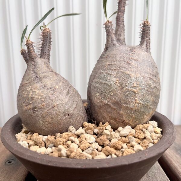 グラキリス 2頭 陶器鉢付き ダブル 多頭 塊根植物
