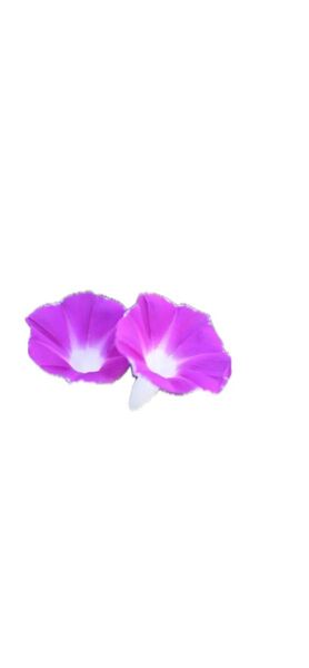 朝顔 種 種まき今がチャンスです!