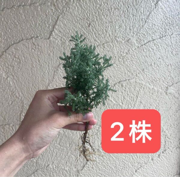 サントリナ ラベンダーコットン ハーブ 苗 2株 植物 花