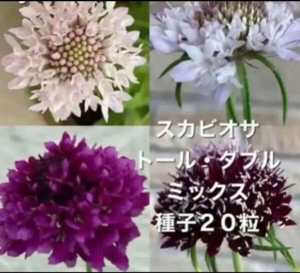 スカビオサ トール・ダブルミックス 種子20粒