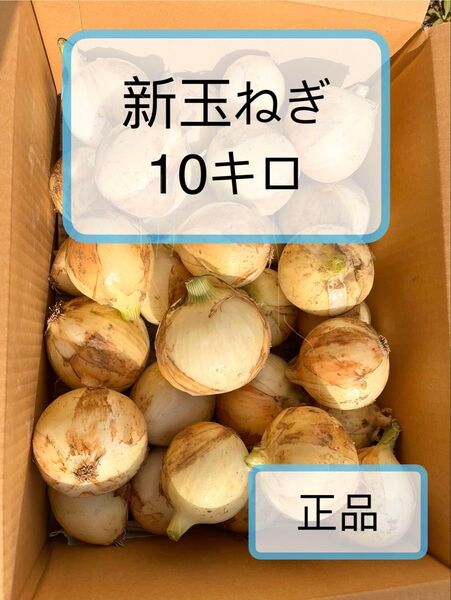 新玉ねぎ10キロ 農家直送