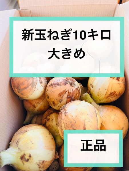新玉ねぎ10キロ 農家直送