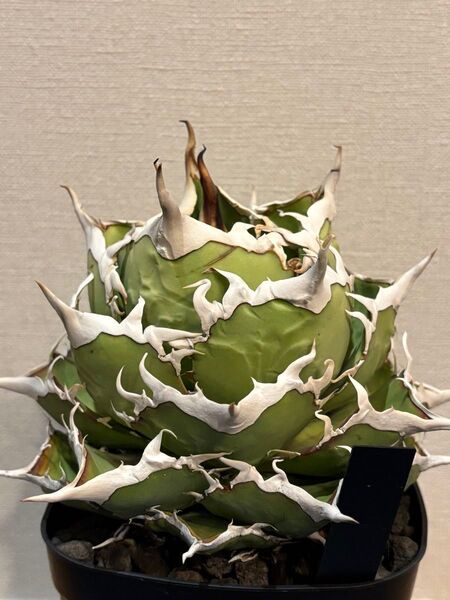 アガベチタノタ 巨獣 親株のみ