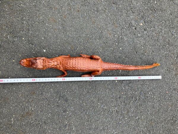 ワニ メガネカイマン 剥製 オッドアイ 置物 昭和レトロ 鰐 オブジェクト