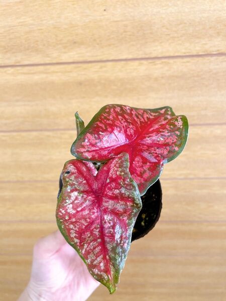 カラジュウム カラジウム レッドカモフラージュ 3号