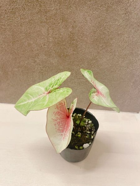 カラジウム ピーチジュース 3号