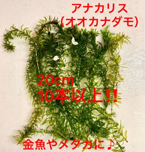 無農薬 アナカリス オオカナダモ 水草 アクアリウム 金魚やメダカの飼育環境に