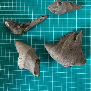 小さめ流木4点セット アク抜き煮沸済み エビの隠れ家に アクアリウム 水槽 テラリウム 古根