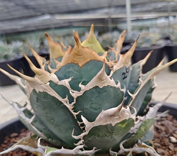 アガベ チタノタ 多肉植物 Agave 特選