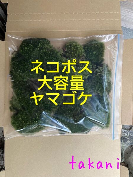 ネコポス大容量 天然山苔 ヤマゴケ アラハシラガゴケ まんじゅう苔