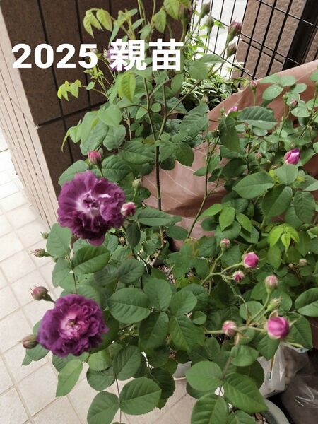25C カーディナルドリシュリュー バラ苗