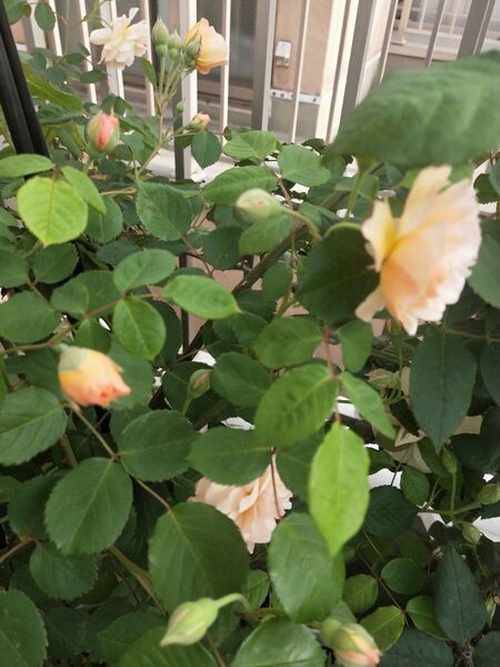 バラ苗 バフビューティー バフ?