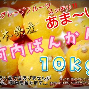 スッキリあま〜い!和製グレープフルーツ熊本県産 河内晩柑 約10kg