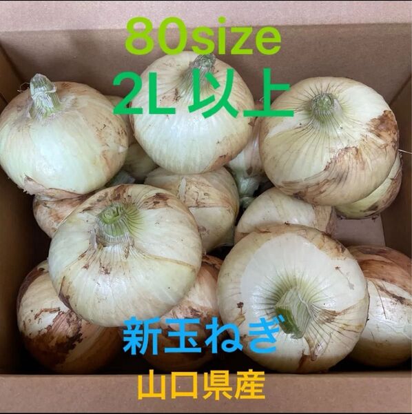 新玉ねぎ(2L以上)4kg