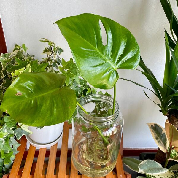 観葉植物 モンステラ デリシオーサ 葉2枚 抜き苗