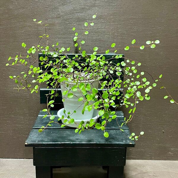 観葉植物 ワイヤープランツ 抜き苗