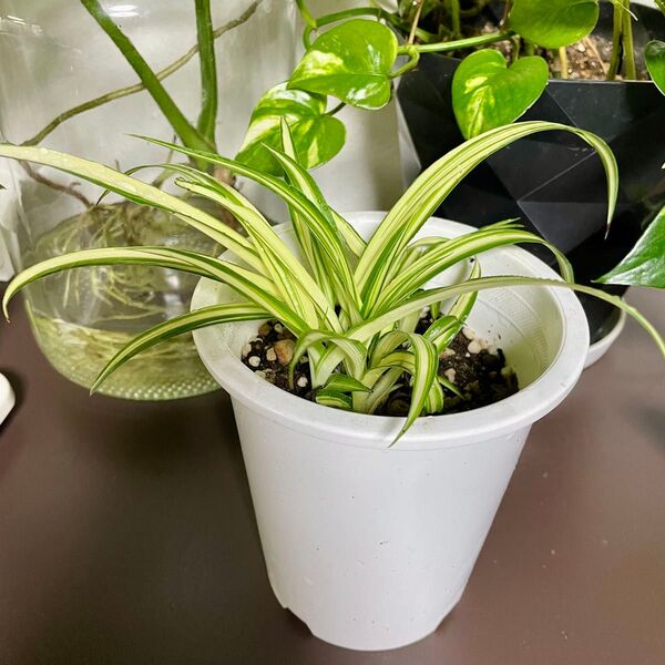 観葉植物 オリズルラン 抜き苗