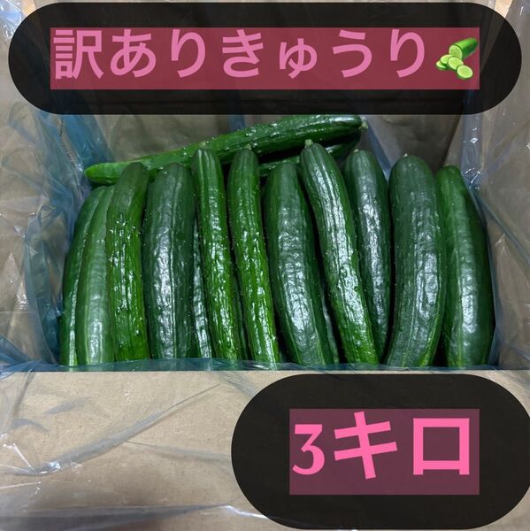 新鮮 きゅうり 訳あり 3キロ 曲がり、キズ、太い、長すぎ