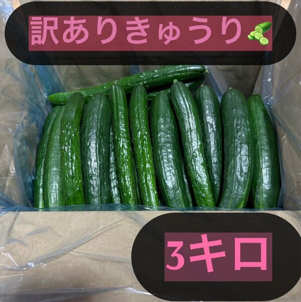 新鮮きゅうり 訳あり 3キロ 曲がり、キズ、太め、長すぎ
