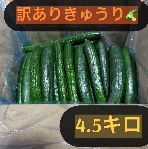 新鮮きゅうり 4.5キロ 訳あり 曲がり、キズ、太め、長すぎ