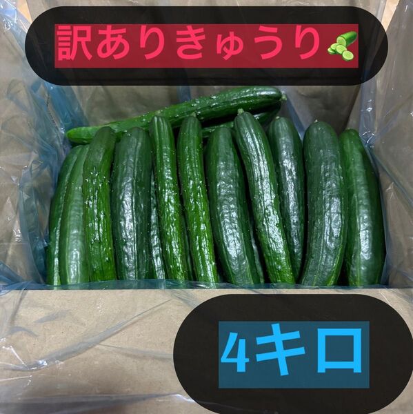 新鮮きゅうり 4キロ 訳あり 曲がり、キズ、太め、長すぎ