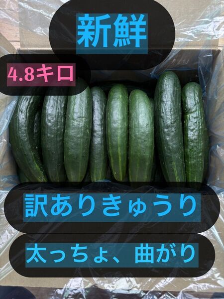 新鮮 きゅうり 訳あり 曲がり、太っちょ、キズ