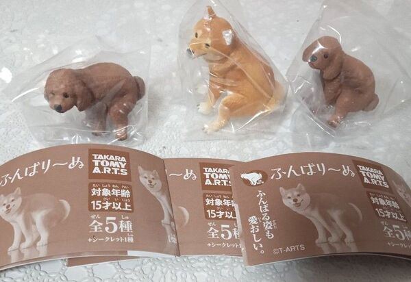 ふんばり〜ぬ ガチャガチャ 3個セット 柴犬 トイプードル