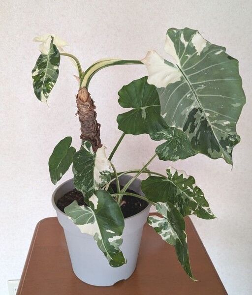 斑入り クワズイモ 60cm