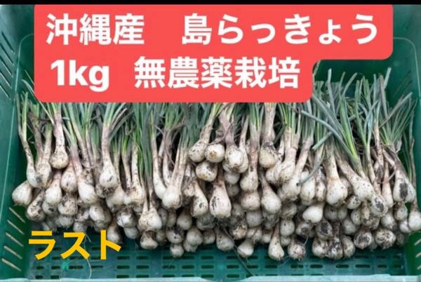 最終 沖縄産島らっきょう1kg 無農薬栽培 取り立て新鮮発送