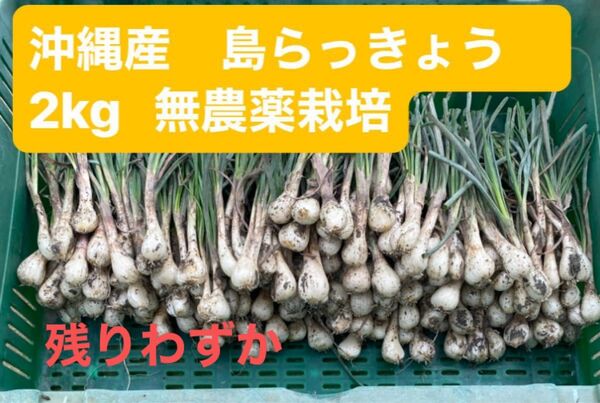 沖縄産島らっきょう 無農薬栽培 2kg