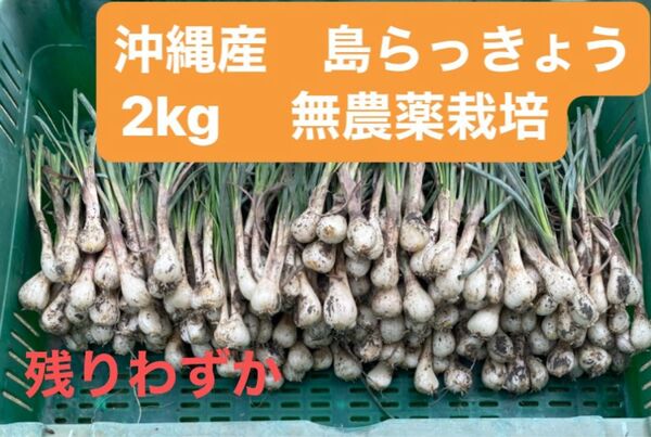 沖縄産 島らっきょう2kg 無農薬栽培 取り立て新鮮発送 あとわずか