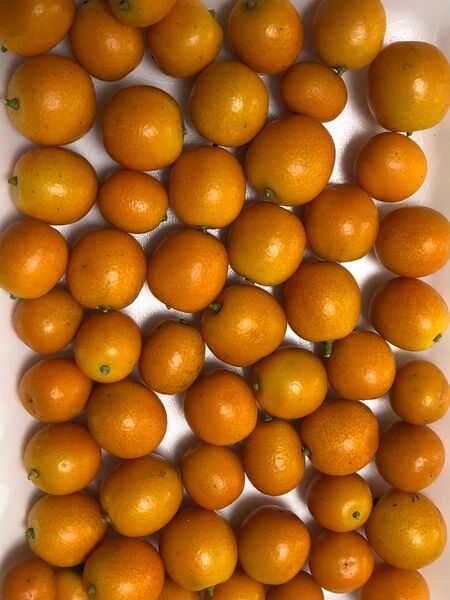 ★送料無料★金柑 約1kg★無農薬・自家栽培★訳あり★きんかん★キンカン ジャム 新鮮★匿名★家庭用