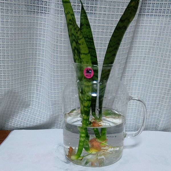 サンセベリア 切り苗 3本セット 発根済 観葉植物
