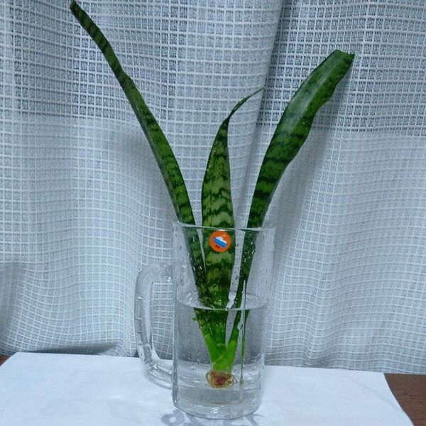 サンスベリア 水栽培