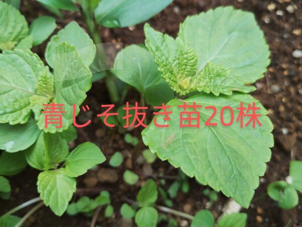 無農薬☆青じそ抜き苗20株☆大葉大葉シソ